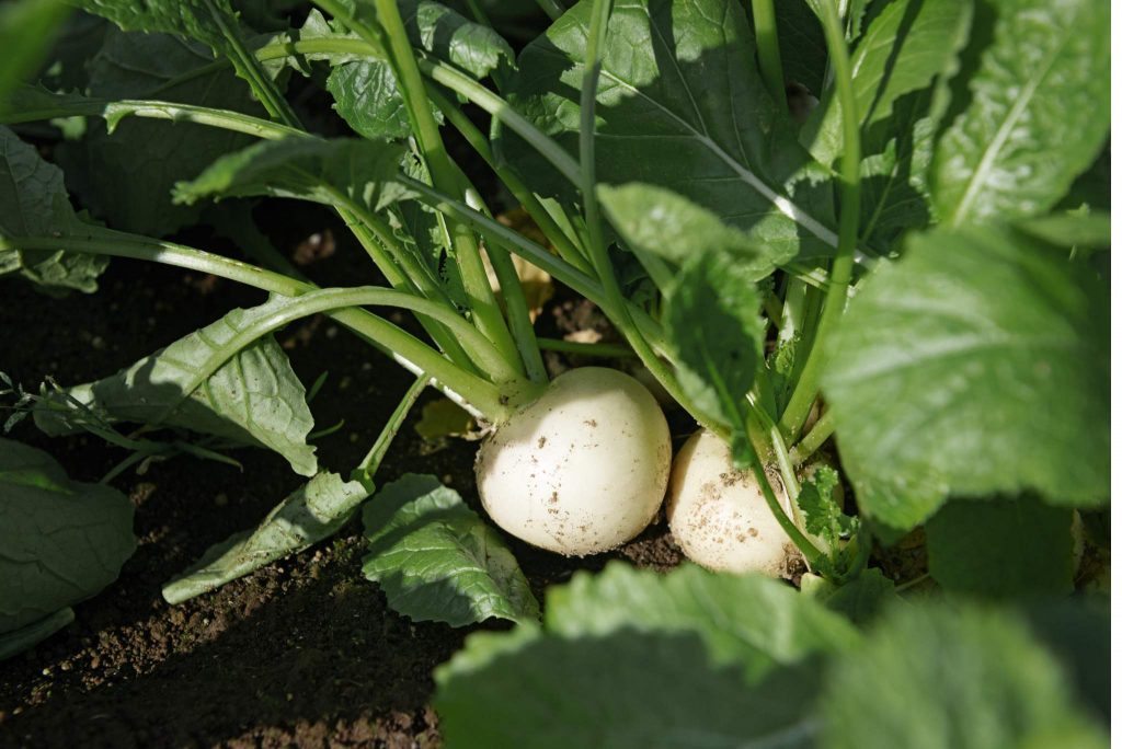 turnips plant