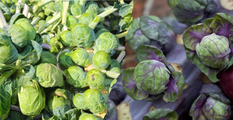 types brussels sprouts