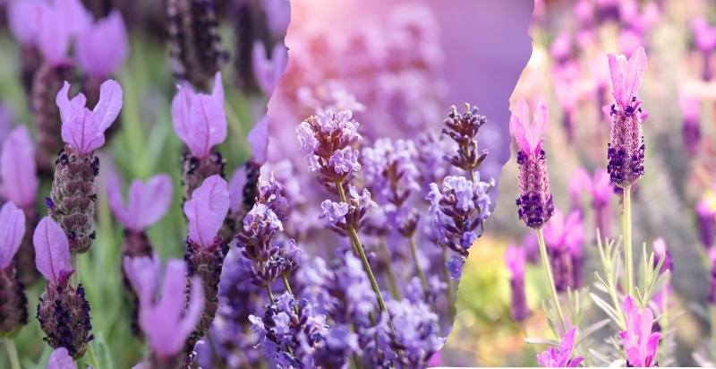 Types of lavenders
