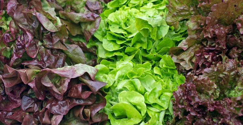 types of lettuce plant