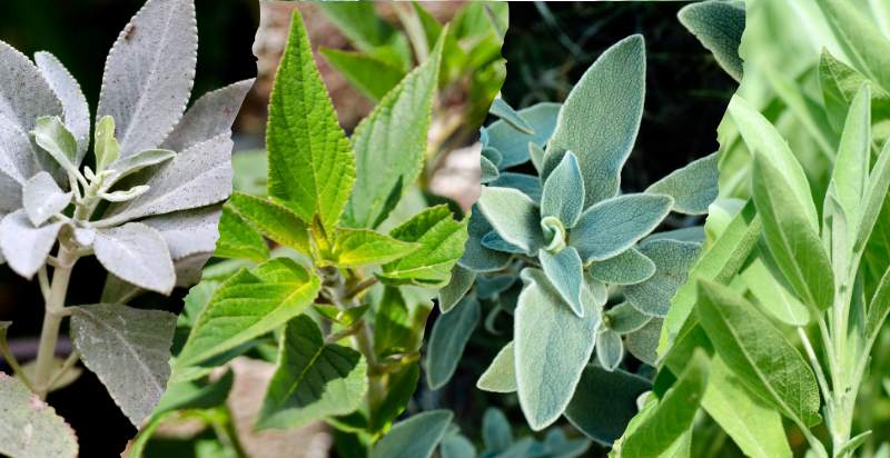 types of sage