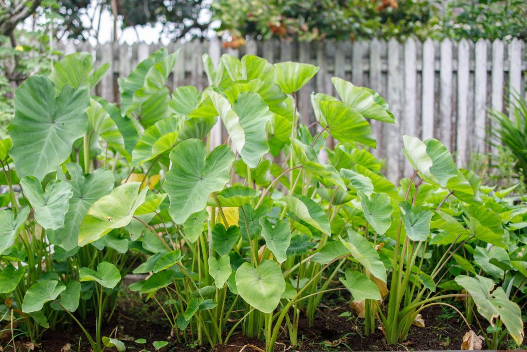 write an essay about how to plant yam