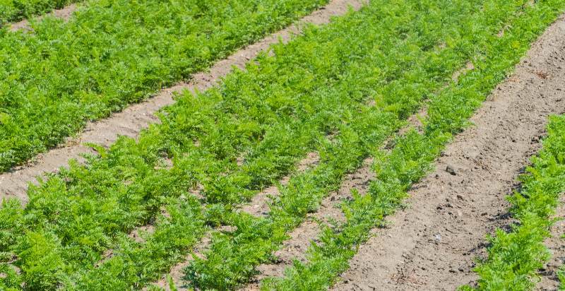 young carrots plant