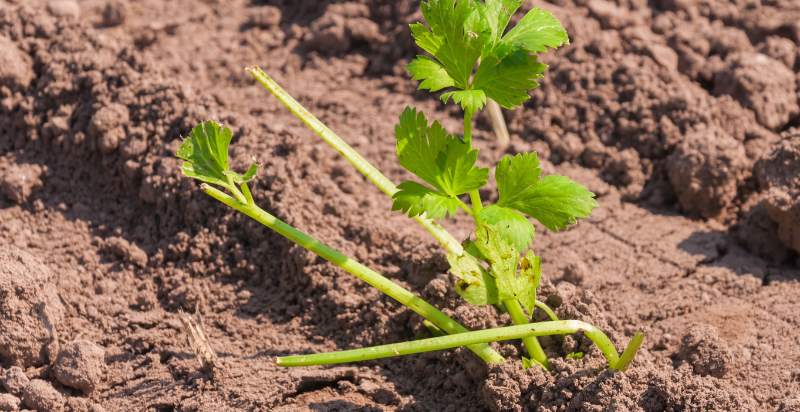 What is Celery? How to Plant, Grow, and Harvest Celery - Gardeners ...