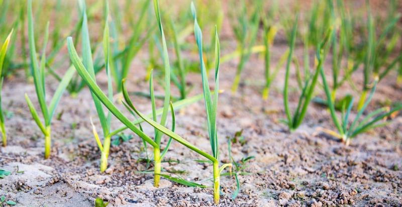 young garlic plant