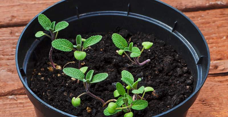 young harvest plant