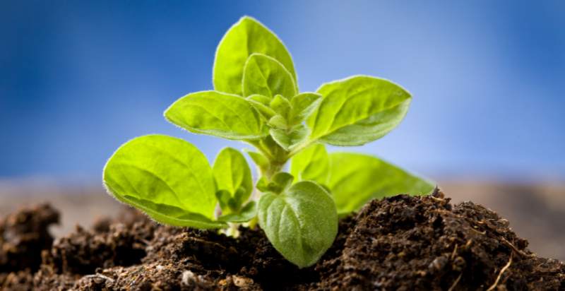 young oregano plant