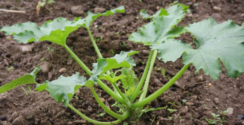 young zucchini plant