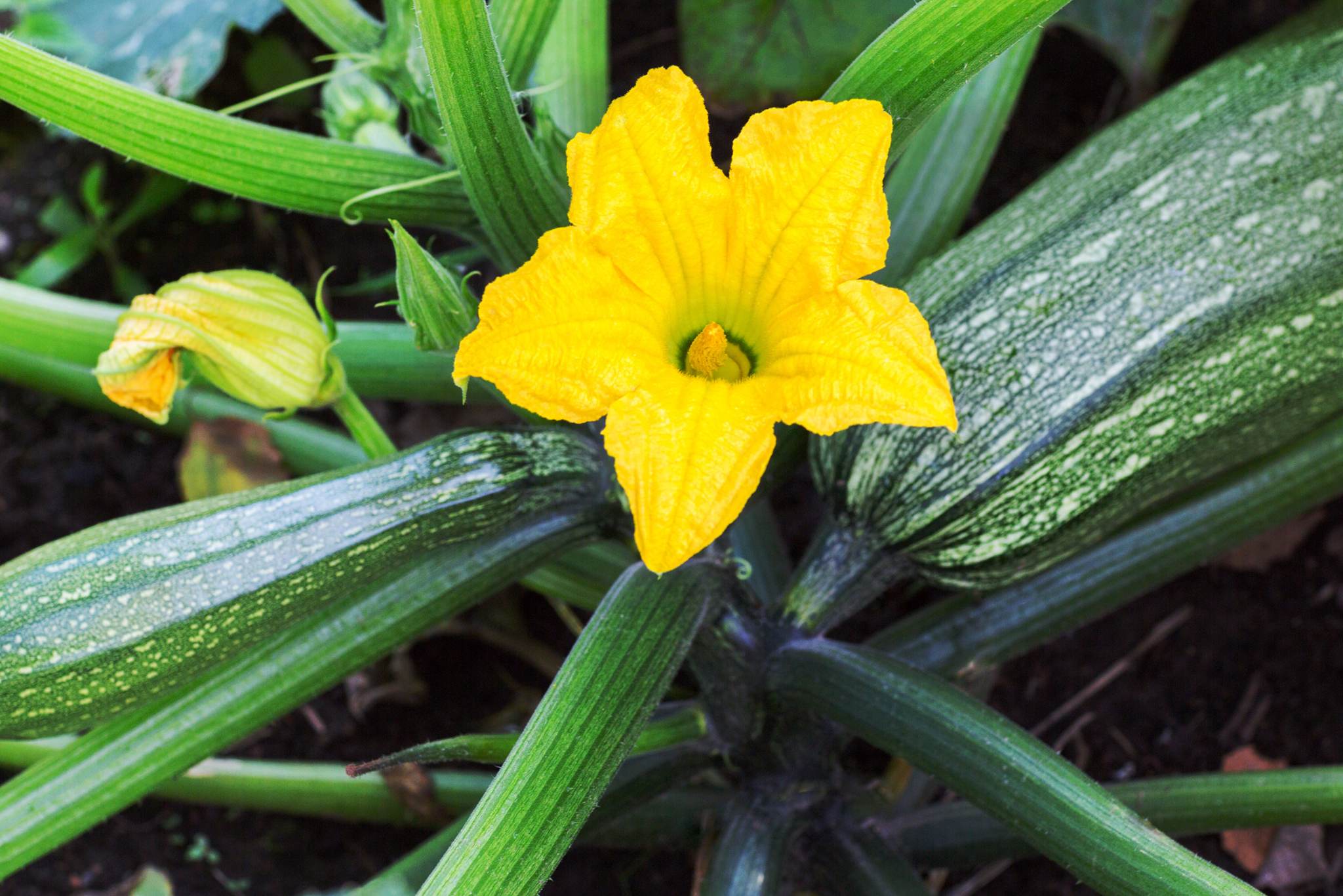 zucchini plant