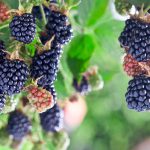 blackberry plant