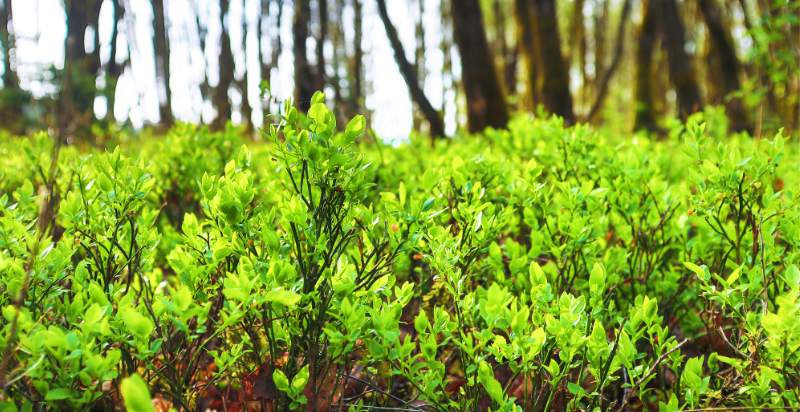 blueberries plant field