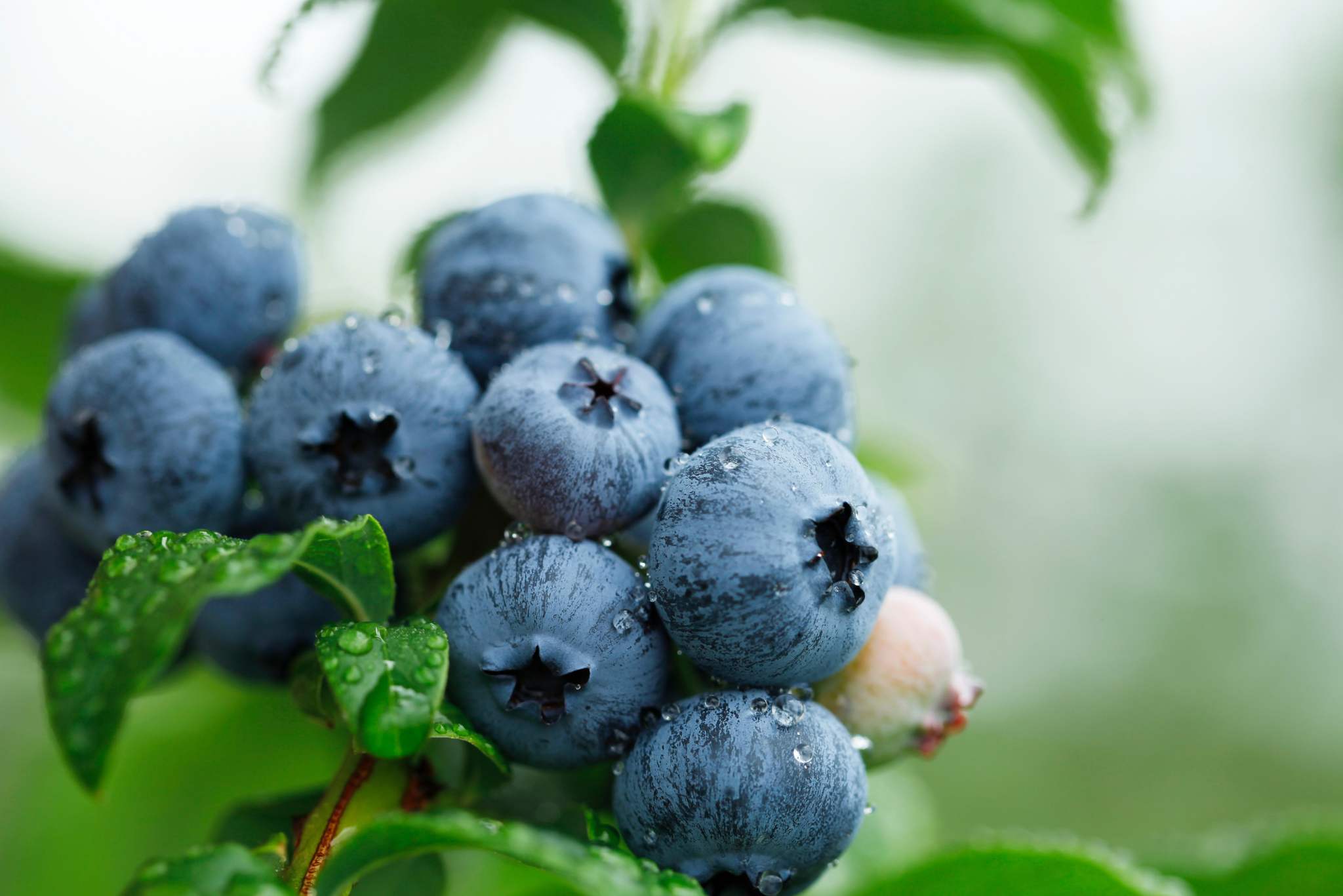 blueberries plant