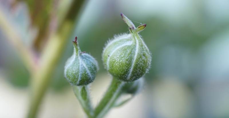 bud of blackberry plant