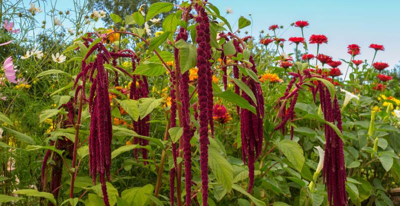 care for amaranth plant