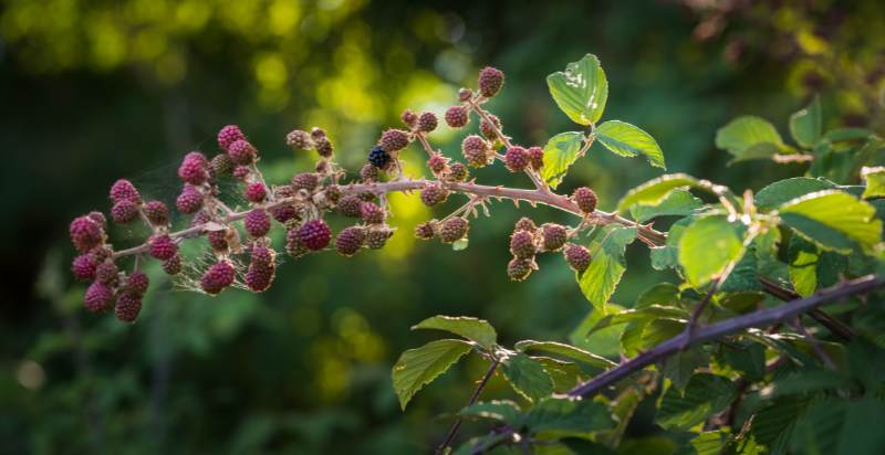 care for blackberry plant
