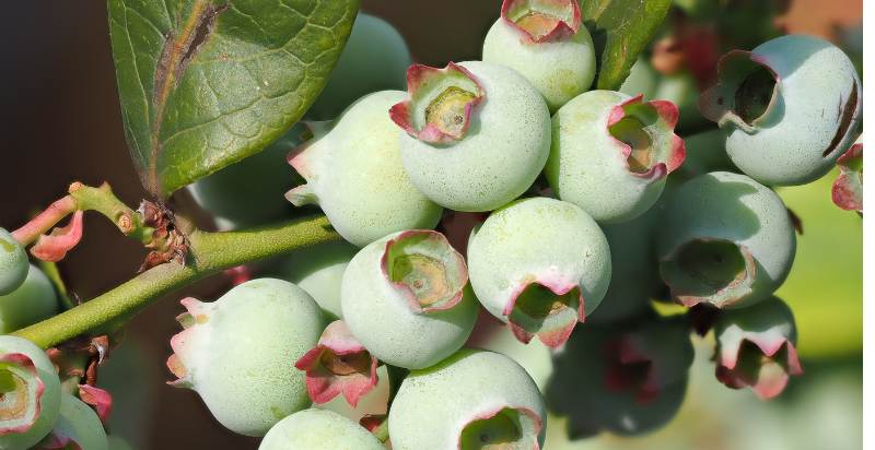 care for blueberries plant