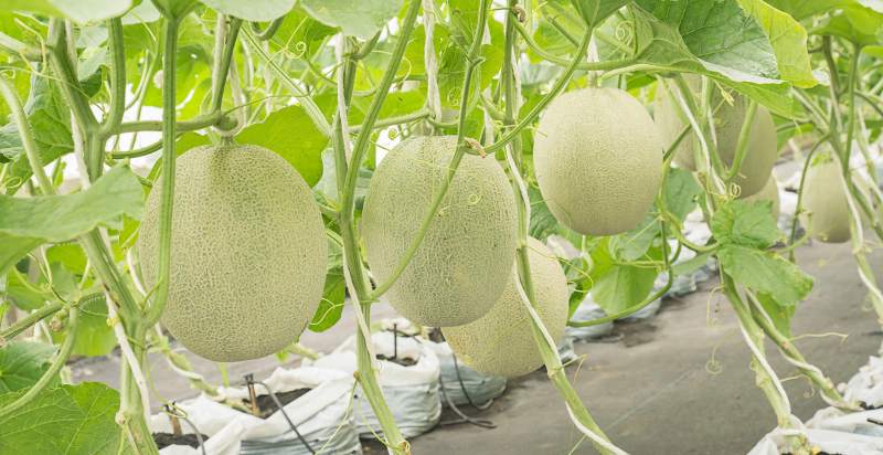 care for cantaloupe plant