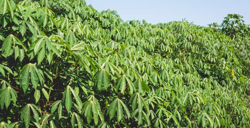 care for cassava plant