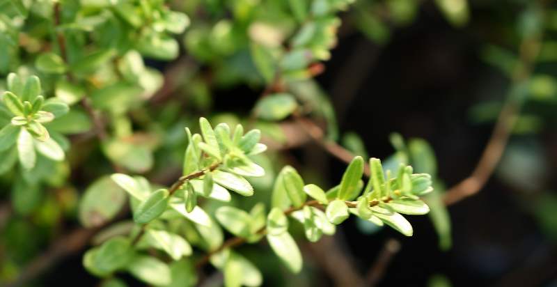 What are Cranberries? How to Plant, Grow, and Harvest Cranberries ...