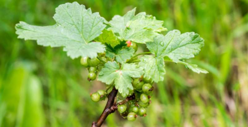 care for currant plant