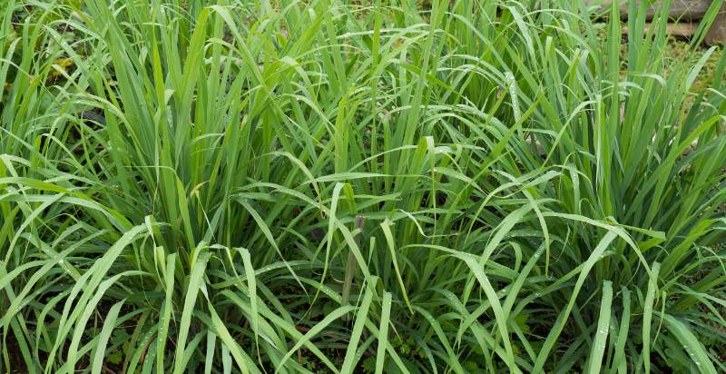 care for lemongrass plant