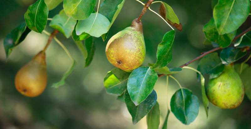 care for pears