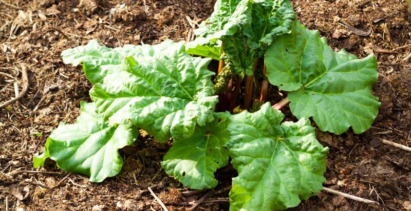 care for rhubarb plant