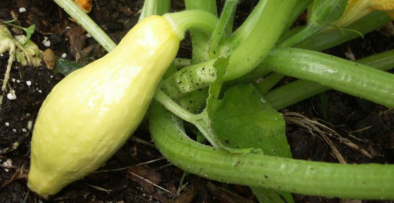 care for summer squash