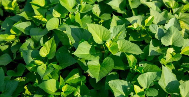 care for sweet potato plant