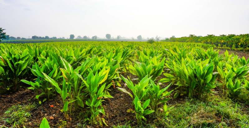 care for turmeric plant