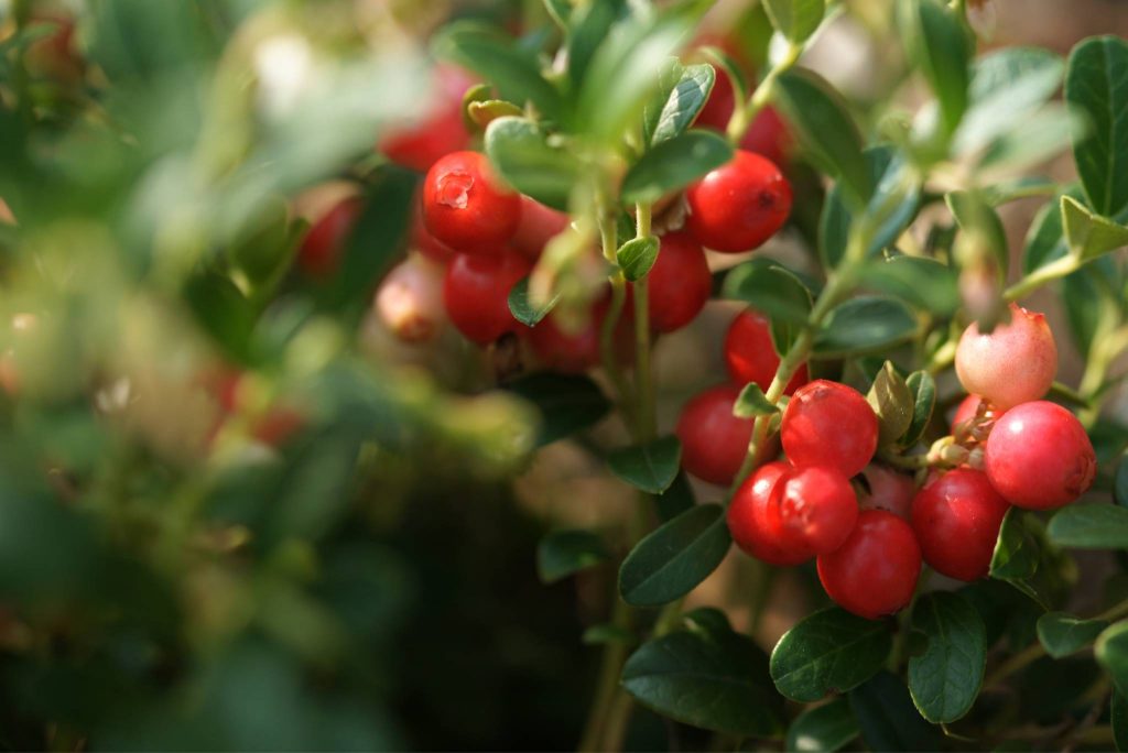 What Are Cranberries? How To Plant, Grow, And Harvest Cranberries ...