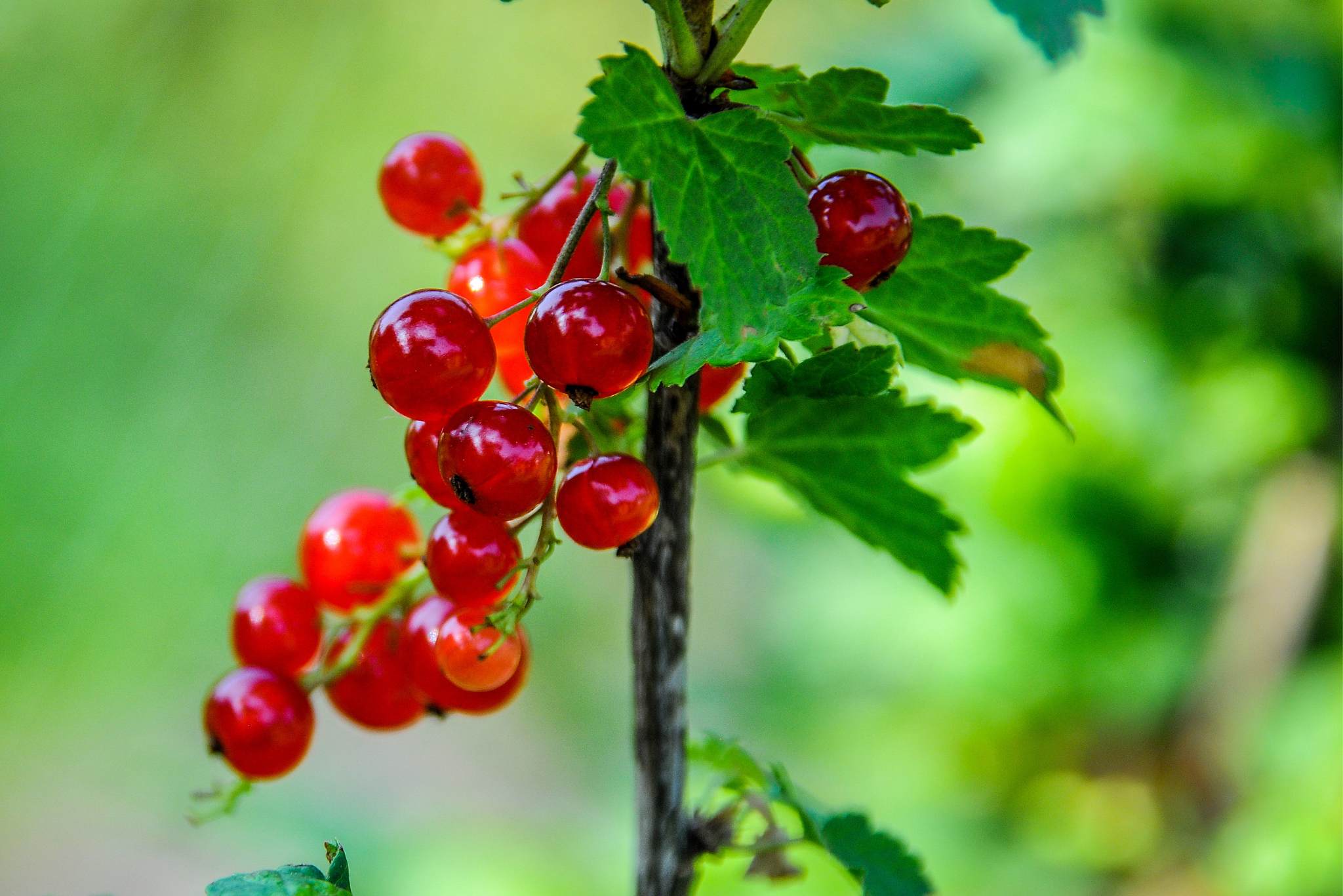 currant plant