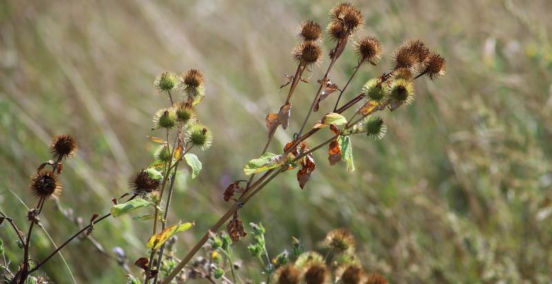dry out burdock plant