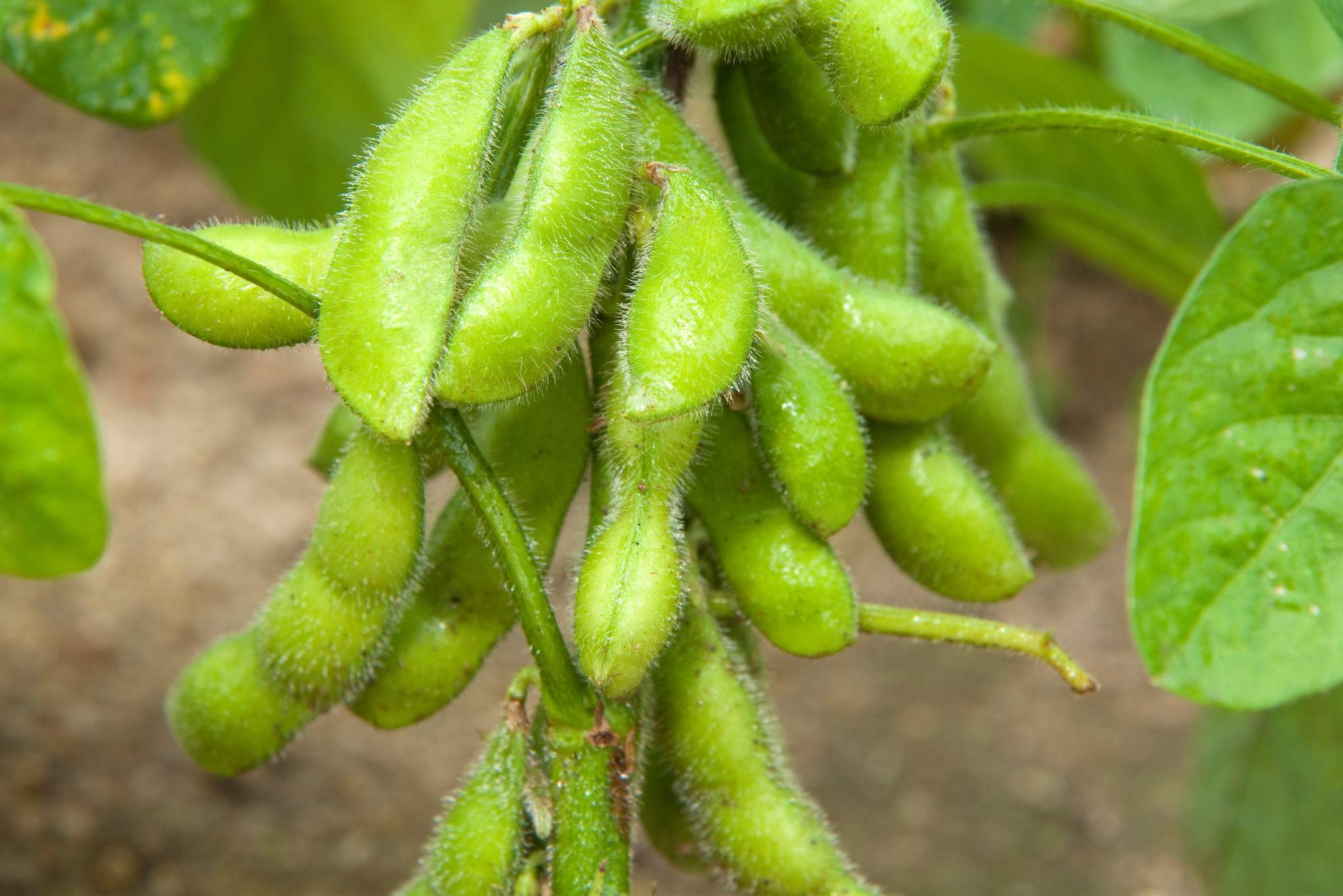 Edamame Plant