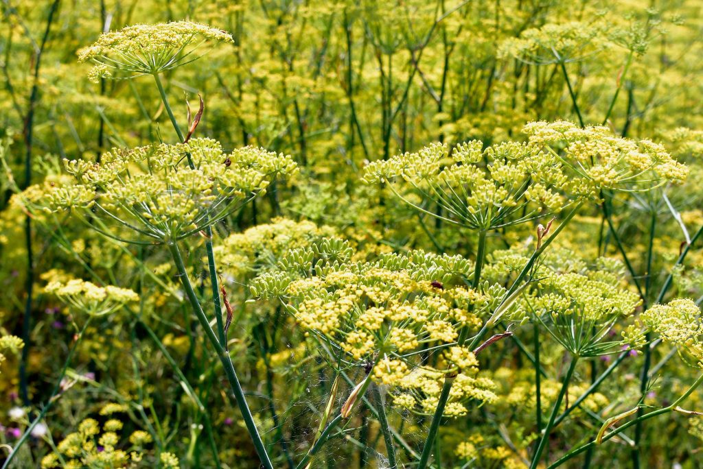 What is Fennel? How to Plant, Grow, and Harvest Fennel Bulb - Gardeners ...