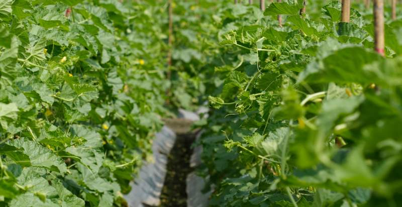 fields of cantaloupe plant