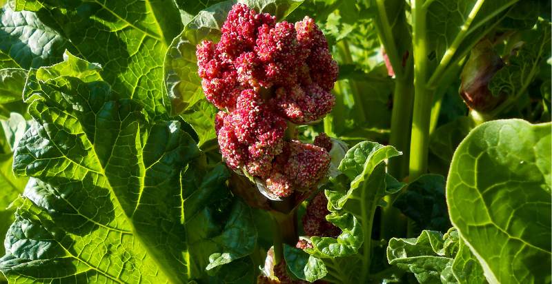 flowering rhubarb plant