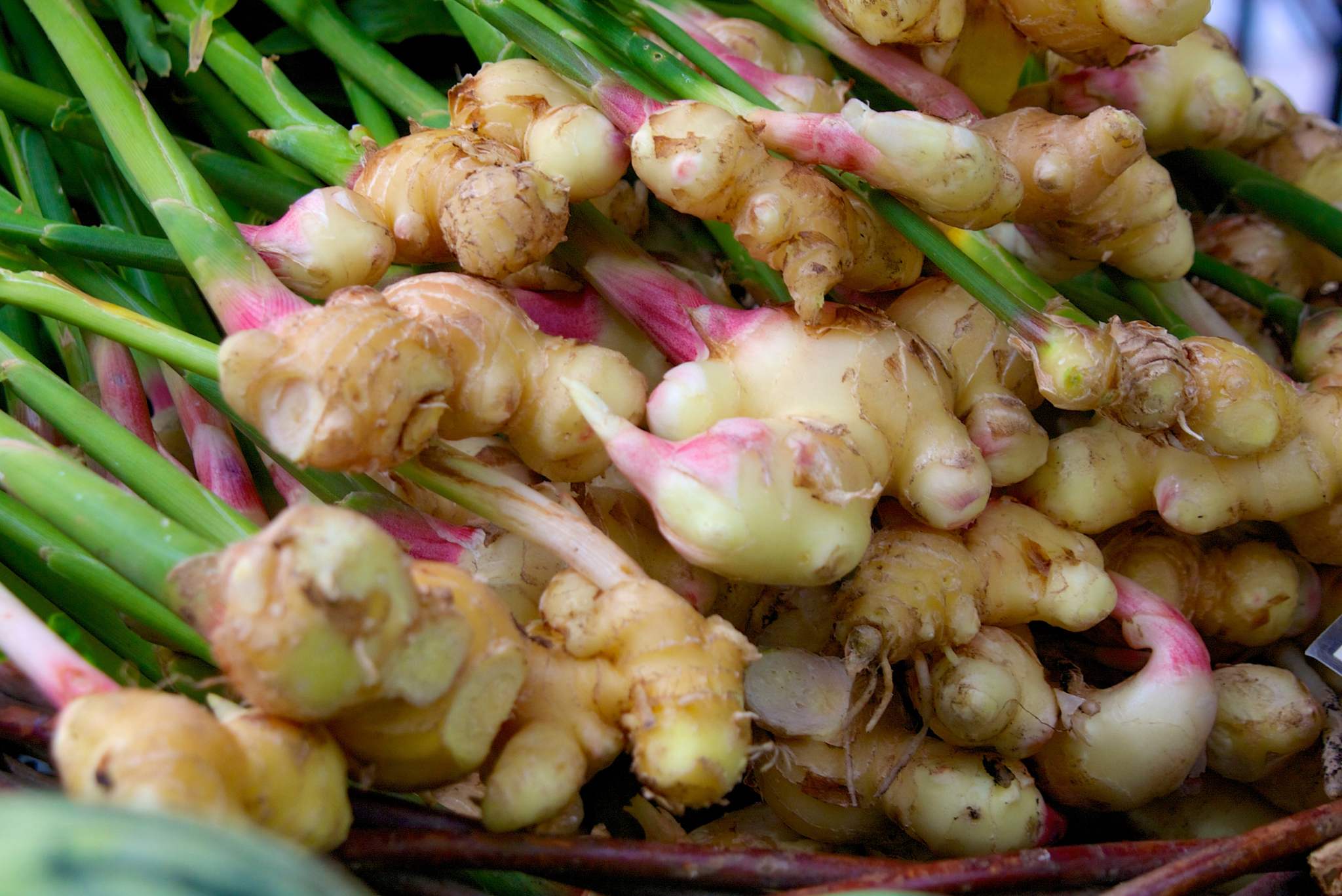 ginger plant