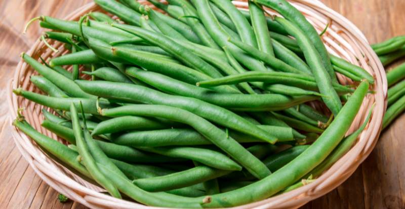 harvested beans