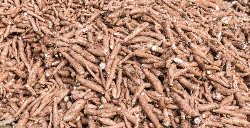 harvested cassava