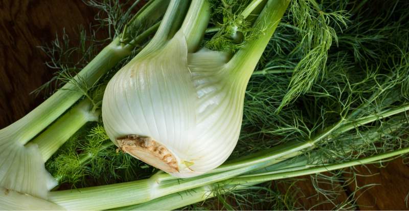 harvested fennel plant