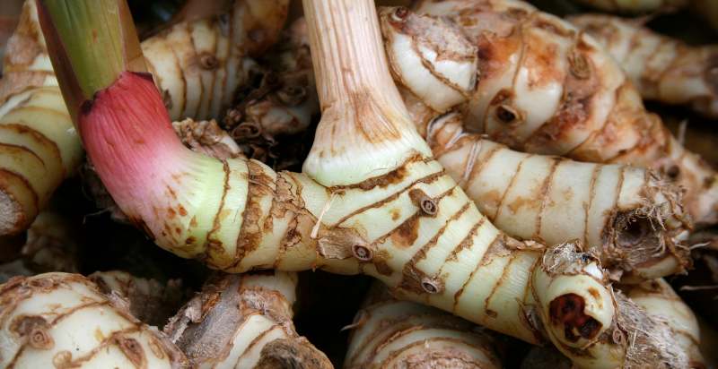 harvested galangal plant