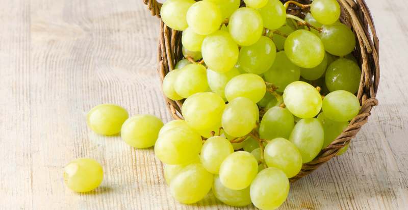 harvested grapes