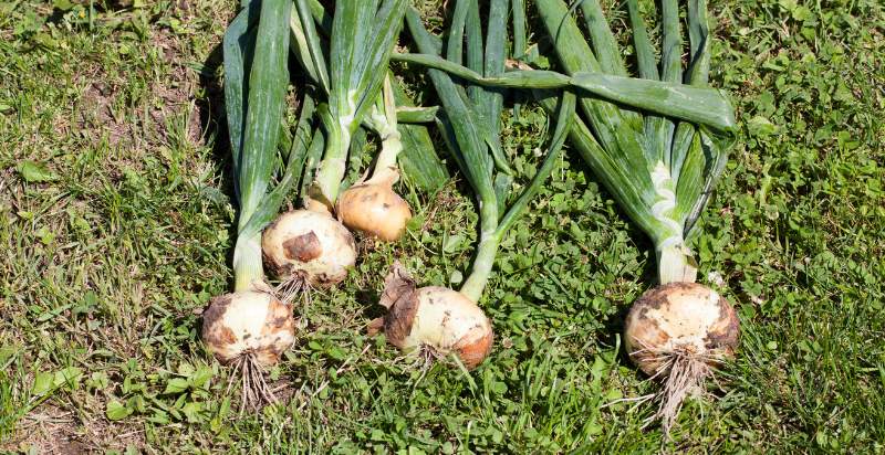 harvested onions