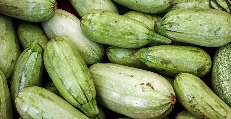 harvested summer squash