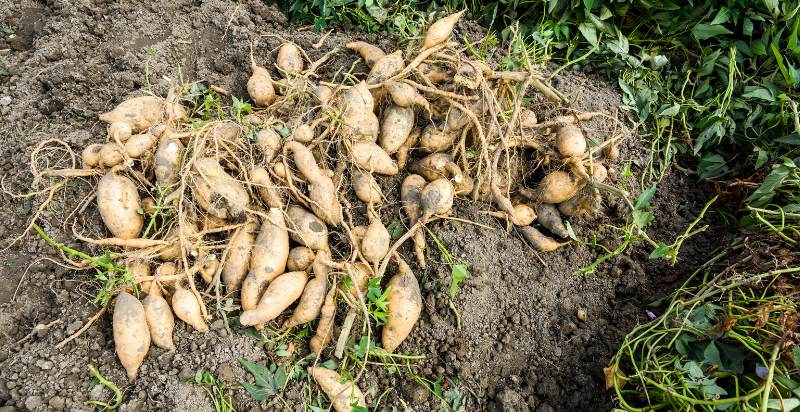 harvested sweet potato