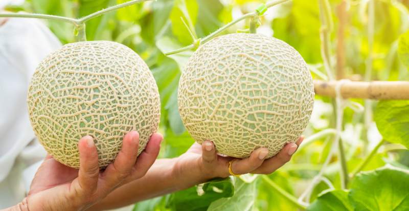 harvesting cantaloupe