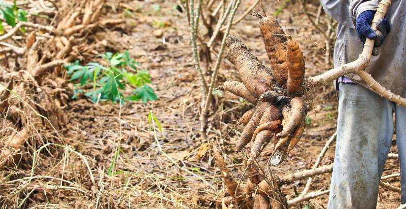 harvesting cassava plant