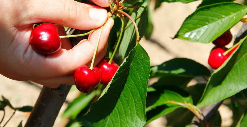 harvesting cherries