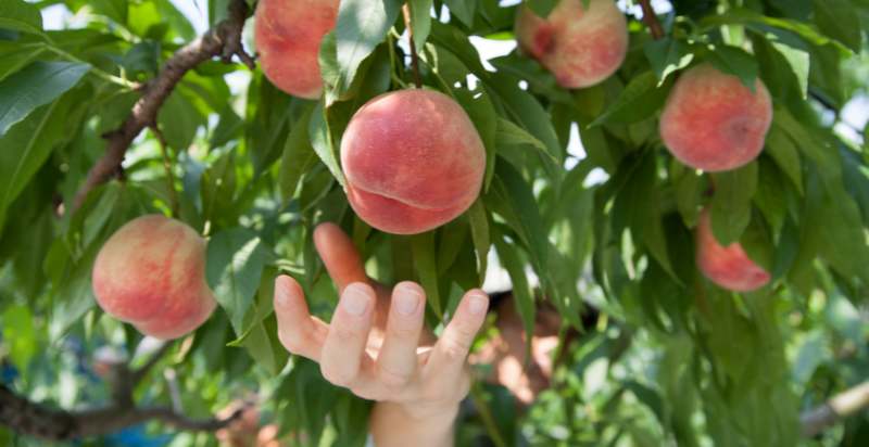 harvesting peaches from tree